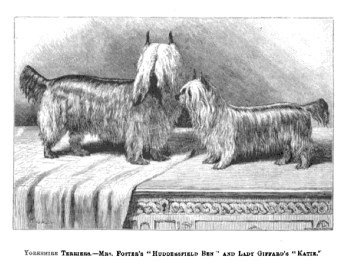 Yorkshire Terrier ancestors