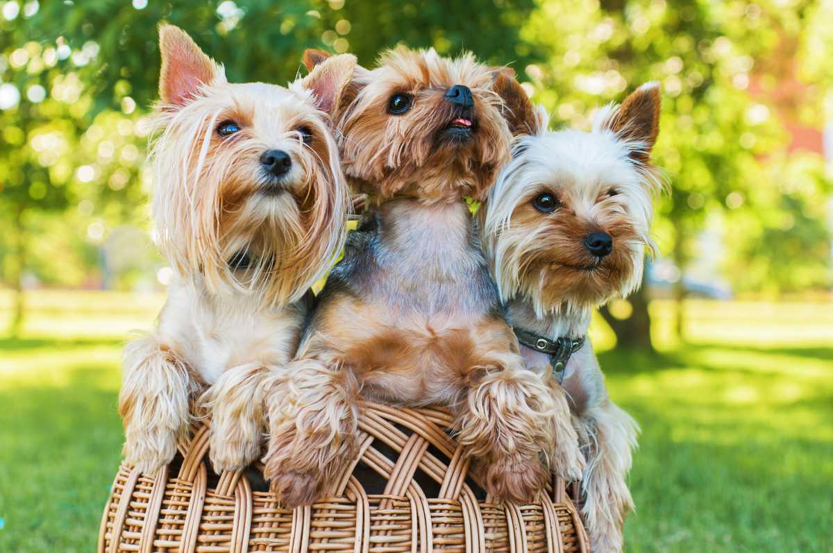 The Yorkie Times - history of Yorkishire Terriers dogs