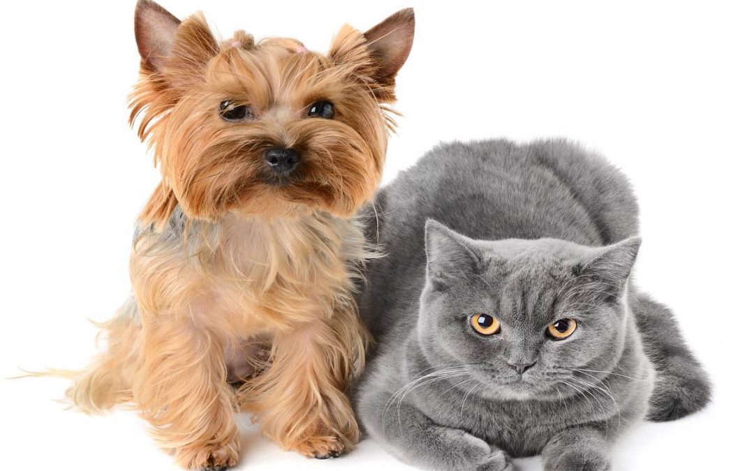 The Yorkie Times - Yorkie and kitten buddies