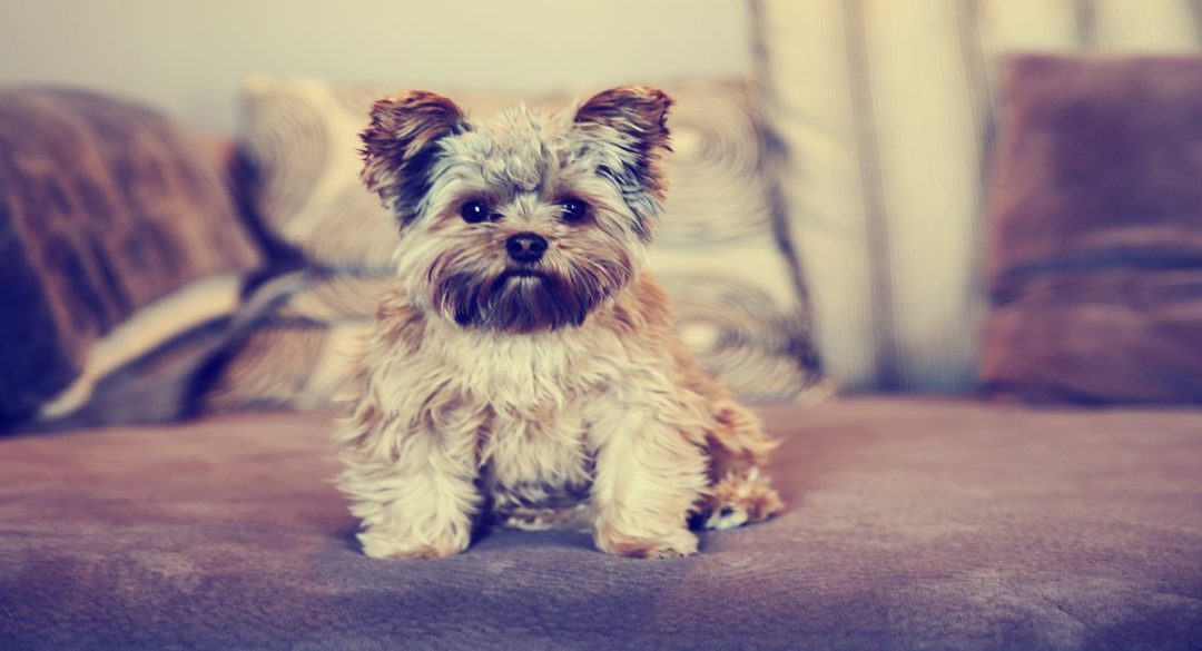 Yorkshire Terrier History Yorkies & CrossBreeds