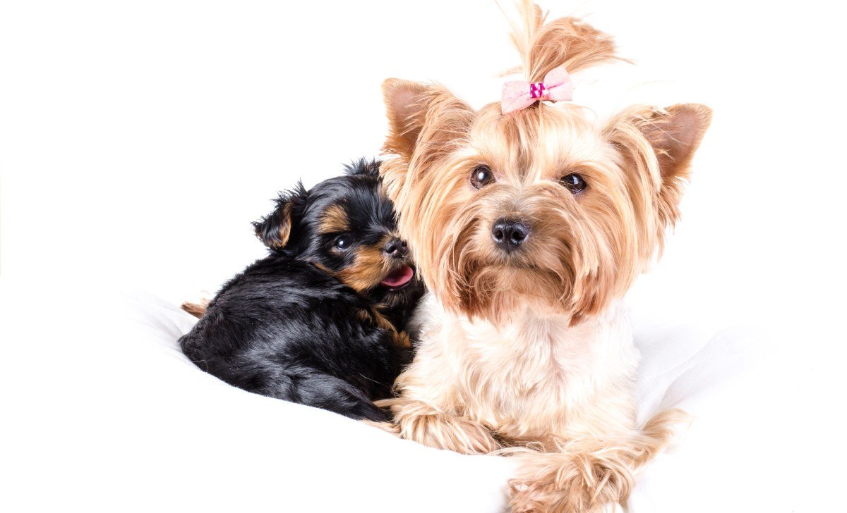 The Yorkie Times - Happy Mother's Day - Yorkie Mom and Puppy