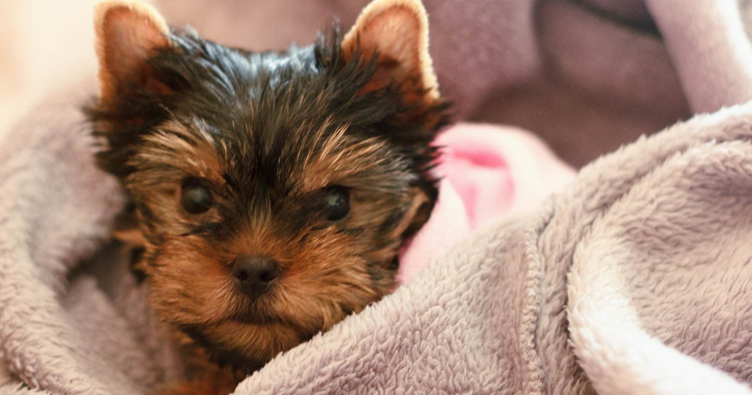 Yorkie Puppy Wrapped In A Blanket