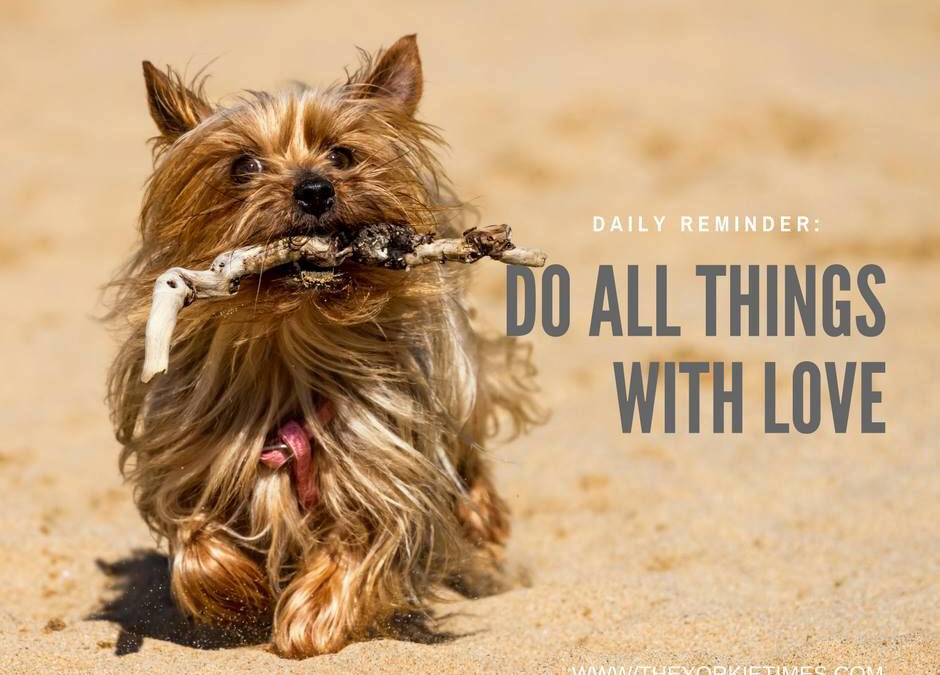 The Yorkie Times - Yorkie holding a stick walking in the sand with the quote: Daily reminder: Do all things with love
