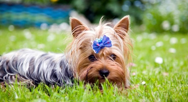 The Yorkie Times - Sweet Yorkie laying in the grass with a blue bow in her hair. Yorkie Terrier fun facts