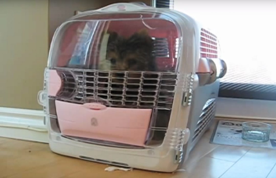 Yorkie Car Sickness Part 1 Yorkies & CrossBreeds