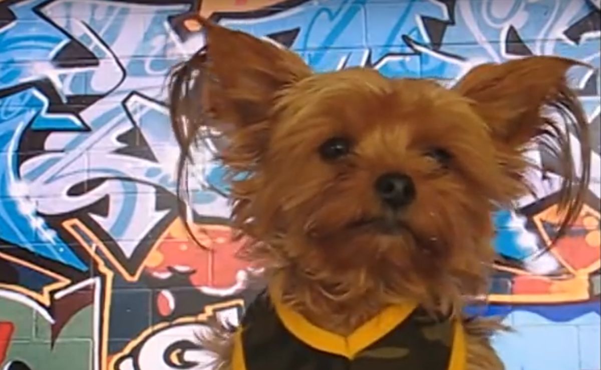 Dexter Rapping Yorkie
