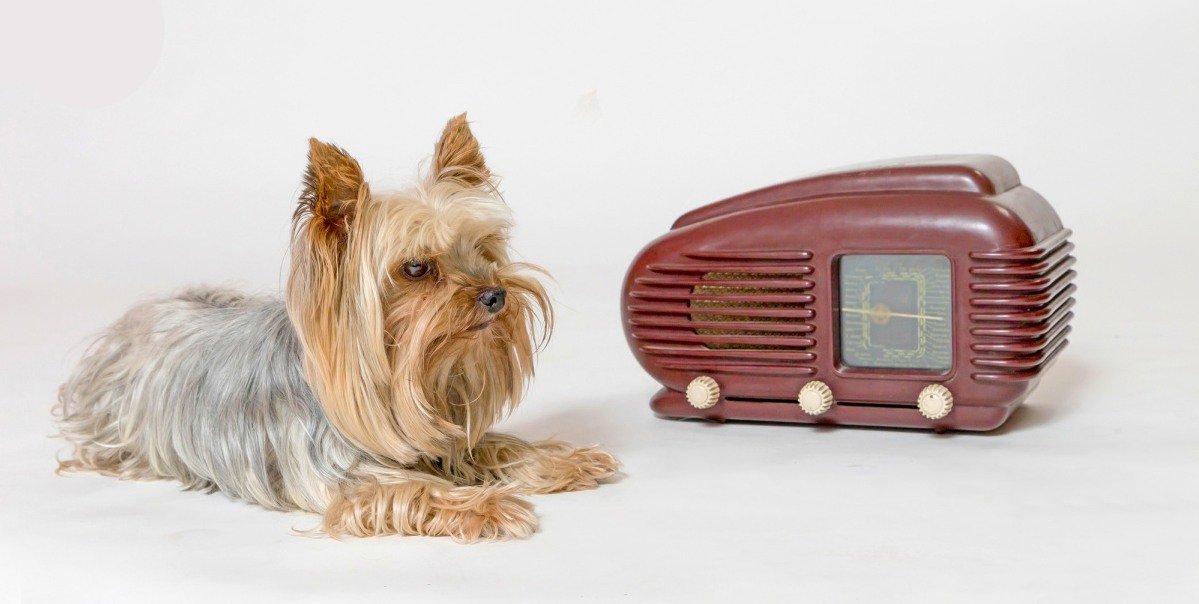 The Yorkie Times - senior Yorkies with a vintage radio