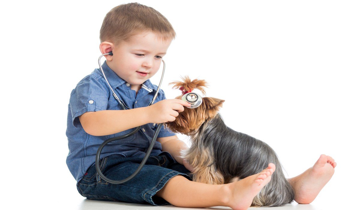 The Yorkie Times - Little Boy with stethoscope examining Yorkie Puppy
