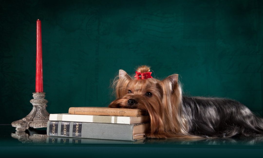 Yorkshire Terrier History