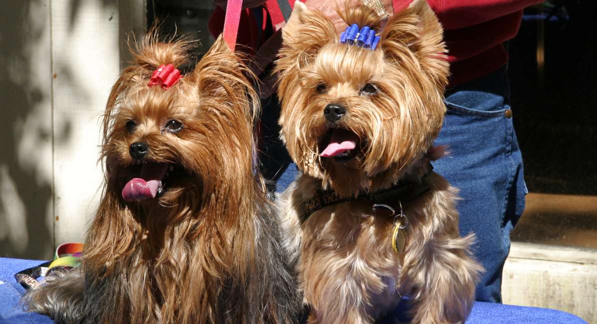 The Yorkie Times - Male or Female Yorkie