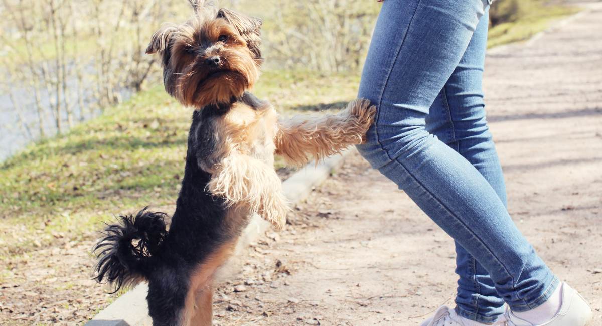 The Yorkie Times - Yorkie Socializing with her owner on a walk
