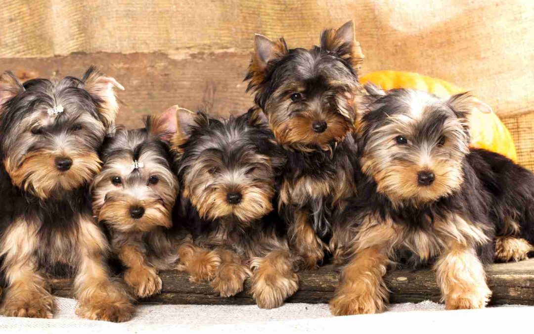 6 Things You Need To know Before You Get A Yorkie
