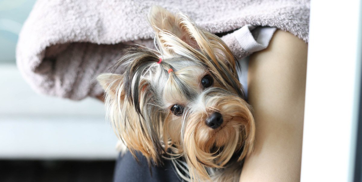 The Yorkie Times - Small Yorkie looking around a table leg with her hair in a bow socializing