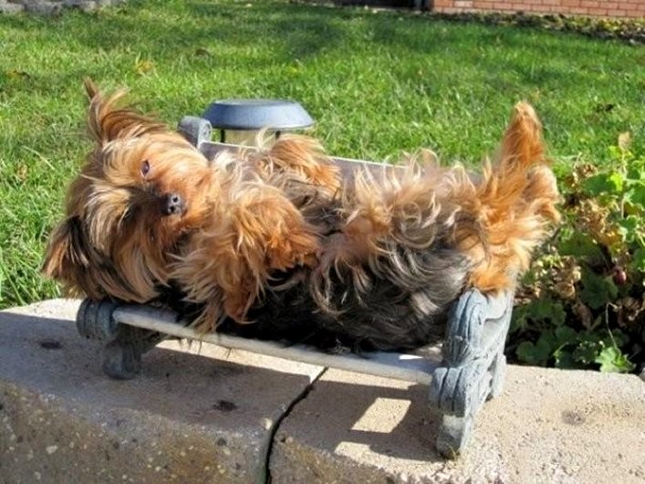 Lazy yorkie laying on a small park bench