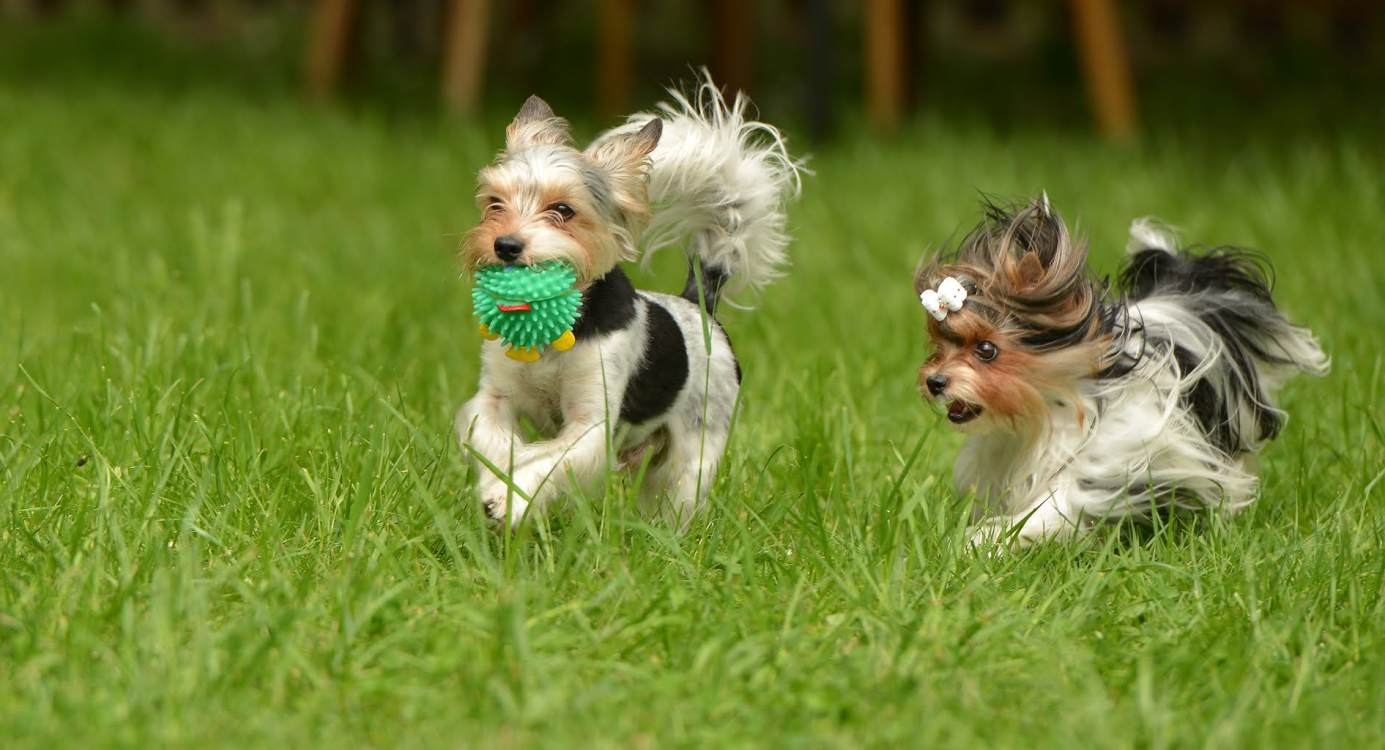 The Yorkie Times - Two Biewer Yorkshire Terriers playing with a green squeek toy in the grass.