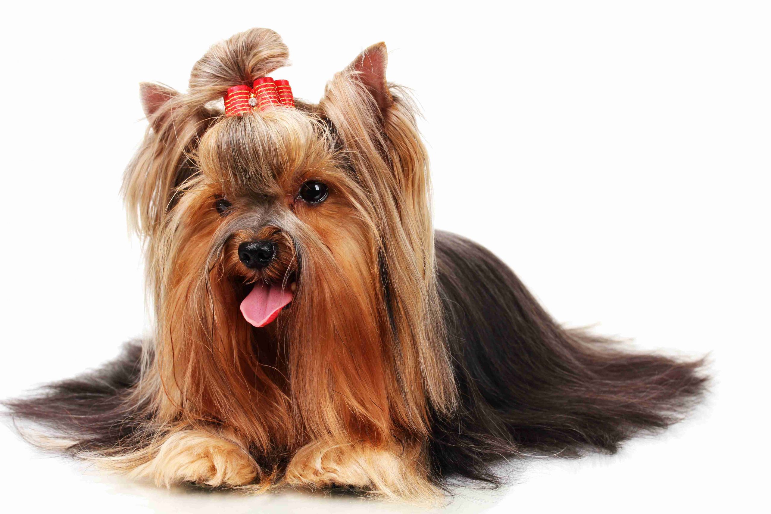 Long haired yorkie with a red bow