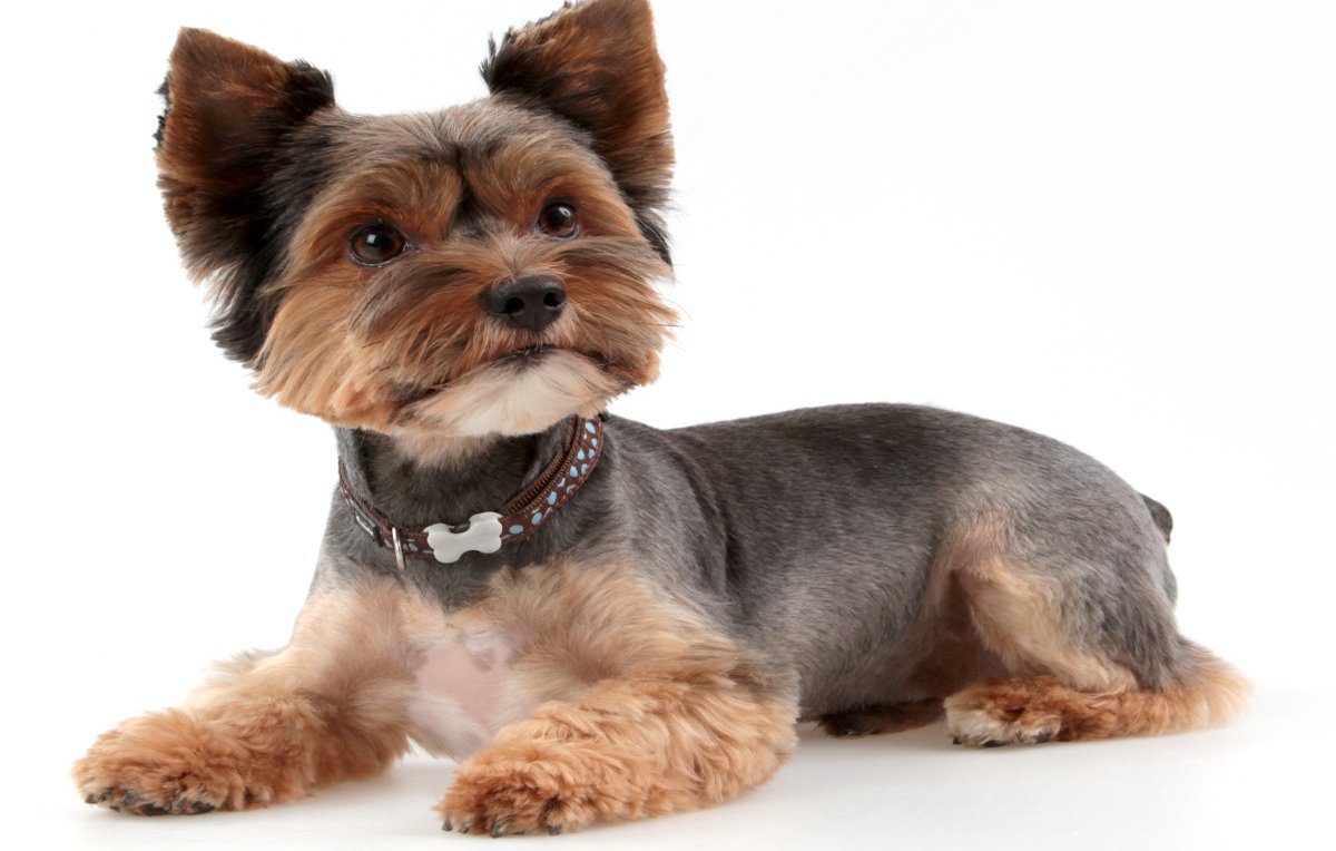 The Yorkie times - a Yorkie with a short Puppy cut