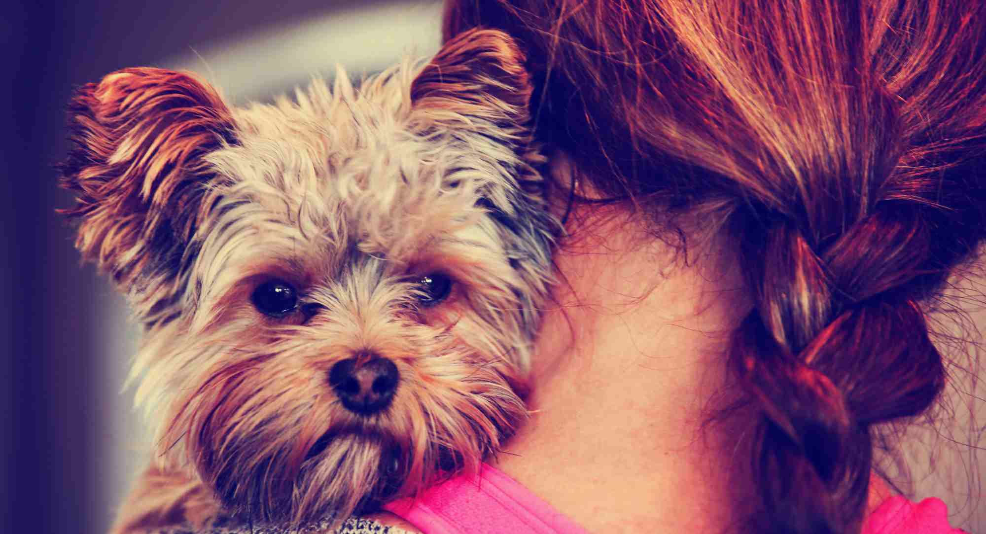 The Yorkie Times - Cute Yorkie looking over a girl with a red braids shoulder