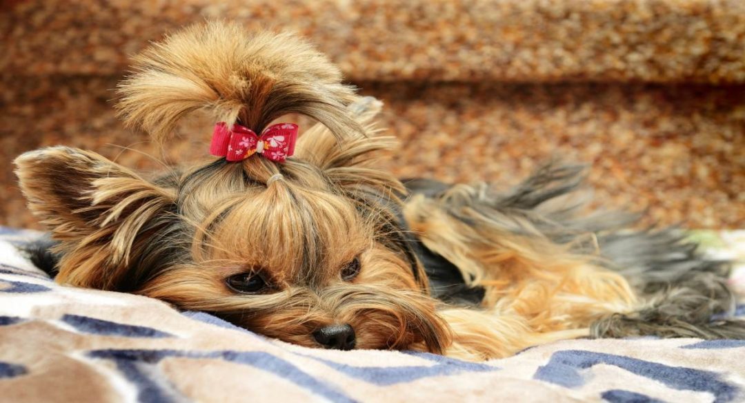 5 Yorkie Fun Facts Yorkies & CrossBreeds