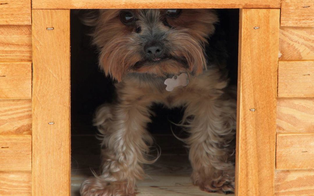 Dog houses with a yorkie peaking out