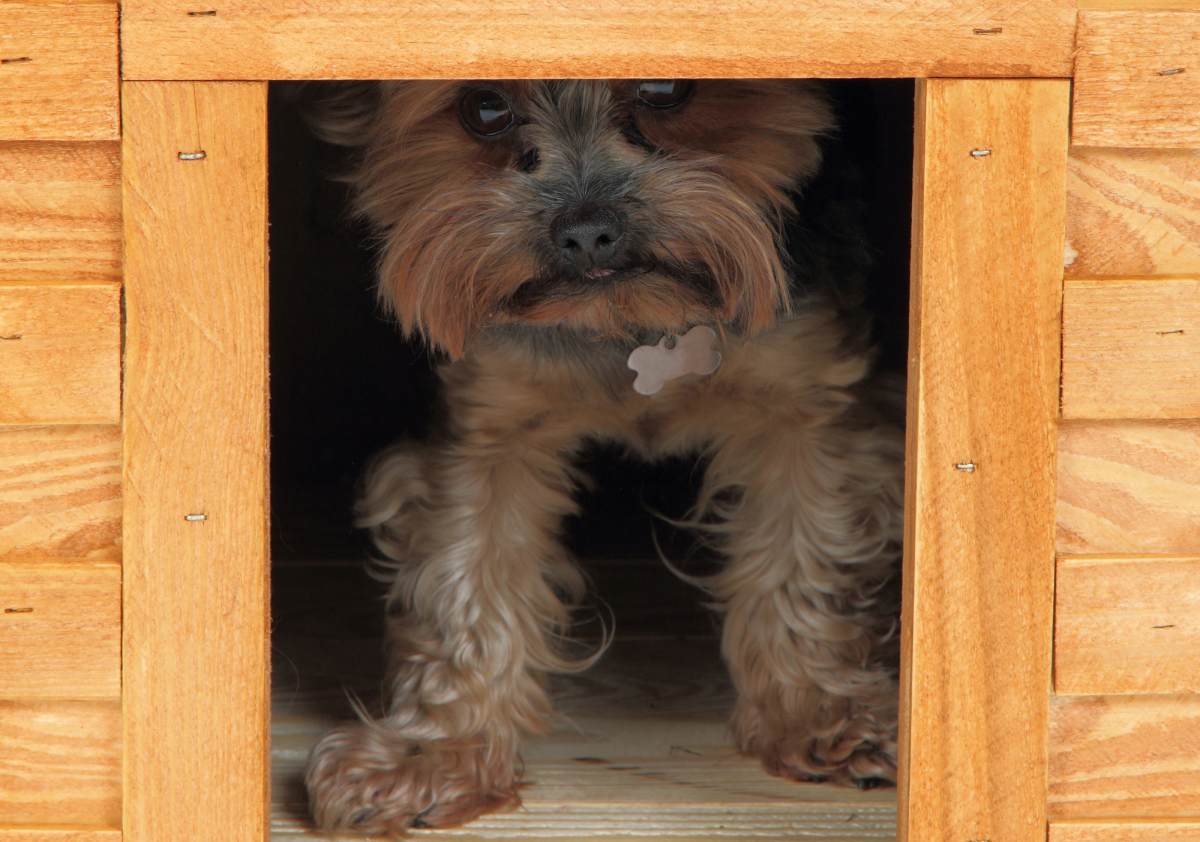 Dog houses with a yorkie peaking out