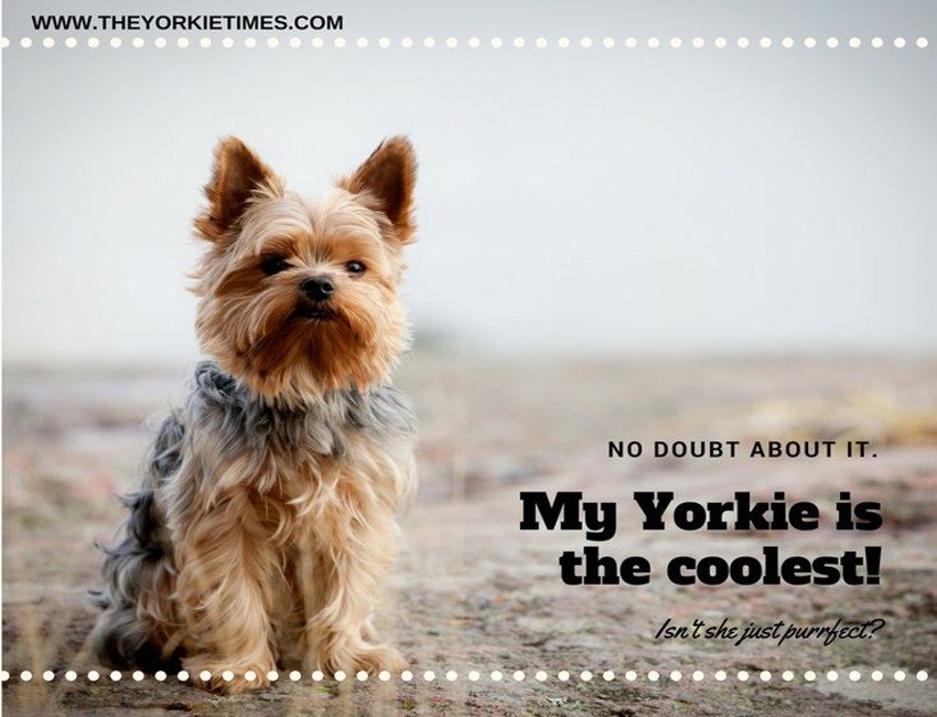 The Yorkie Times - Yorkshire Terrier sitting on the sand at the beach with the quote 'My Yorkie is the Coolest'