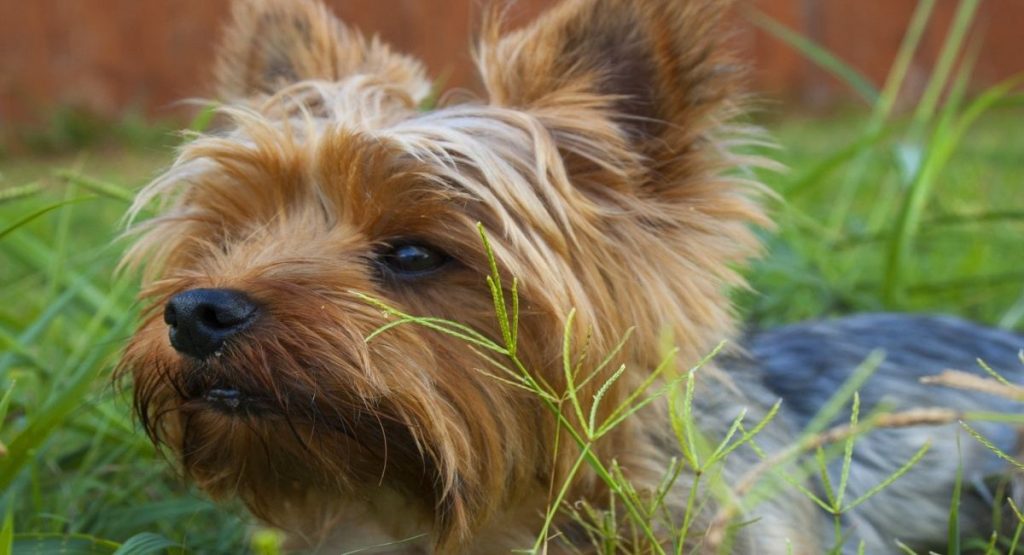 Yorkie Training 101 Housebreaking Yorkies & CrossBreeds