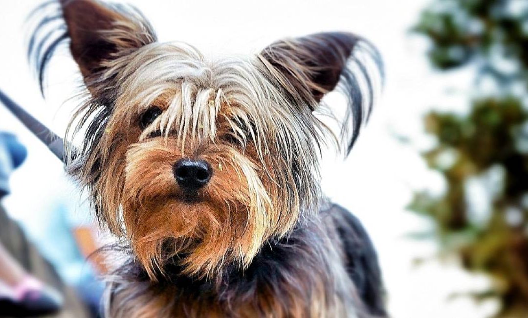 The Yorkie Times - 4 Fun Yorkie Facts