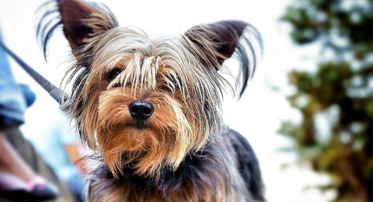 The Yorkie Times - 4 Fun Yorkie Facts