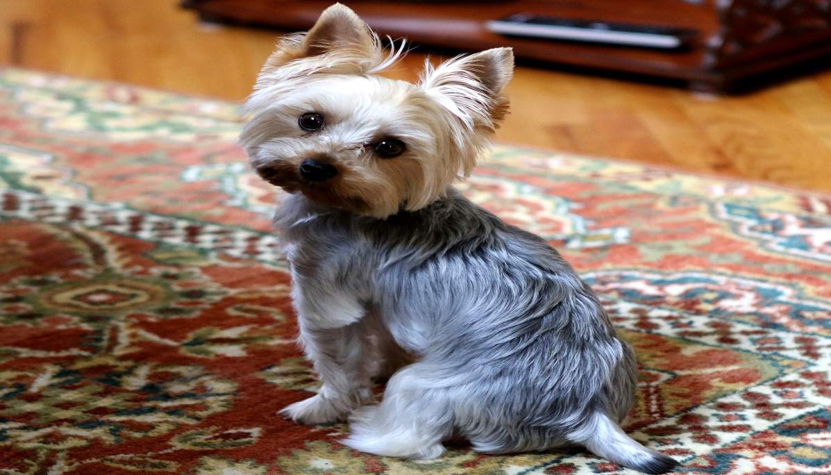 The Yorkie Times - Yorkshire Terrier sitting on a carpet