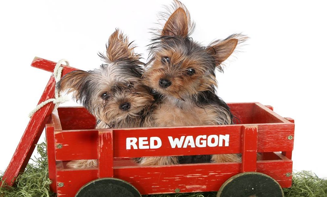 The Yorkie Times - Yorkies travelling in Red Wagon