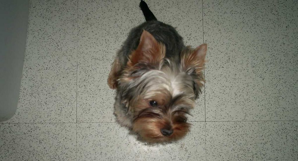 Yorkie Car Sickness Part 2 Yorkies & CrossBreeds