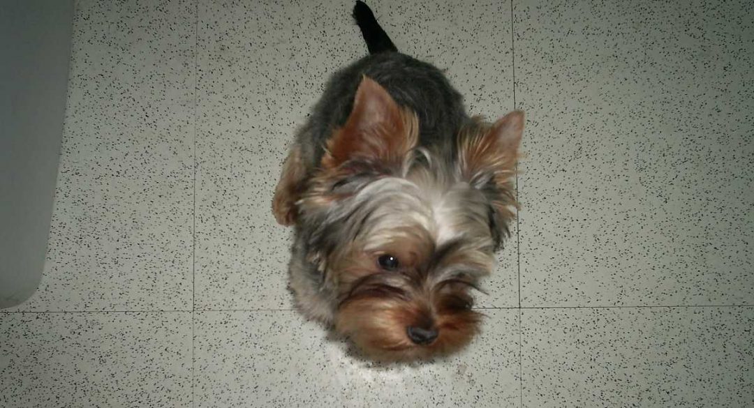 Yorkie Car Sickness Part 2 Yorkies & CrossBreeds