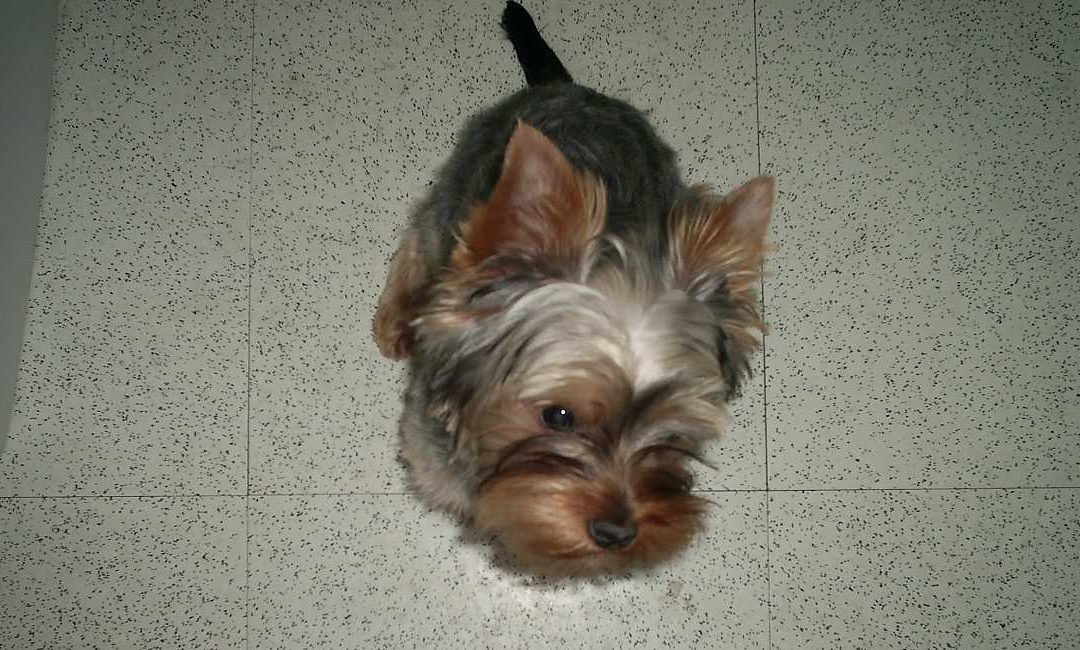 Is Your Yorkie Anxious