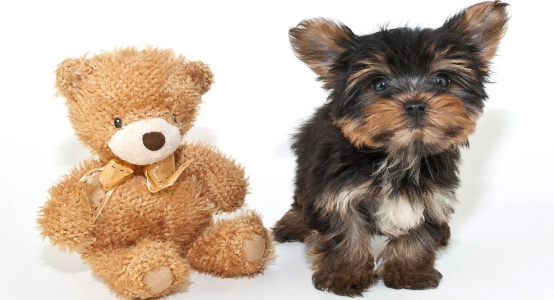 Yorkie Training 101 New Yorkie Puppy Tips Yorkies & CrossBreeds