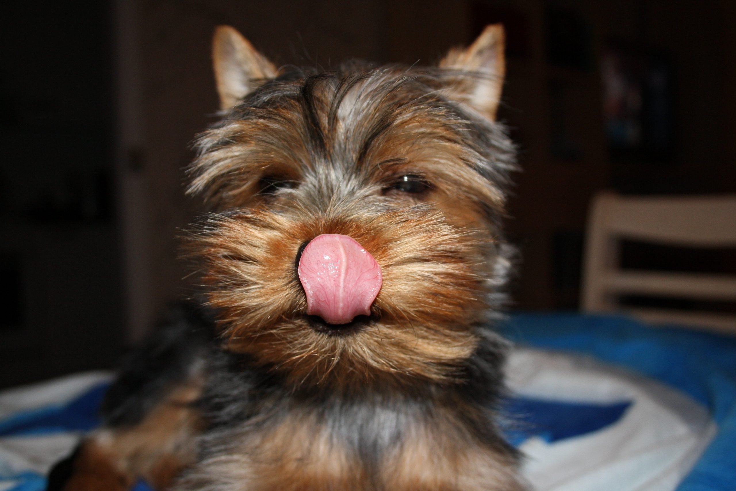yorkie with its tongue out
