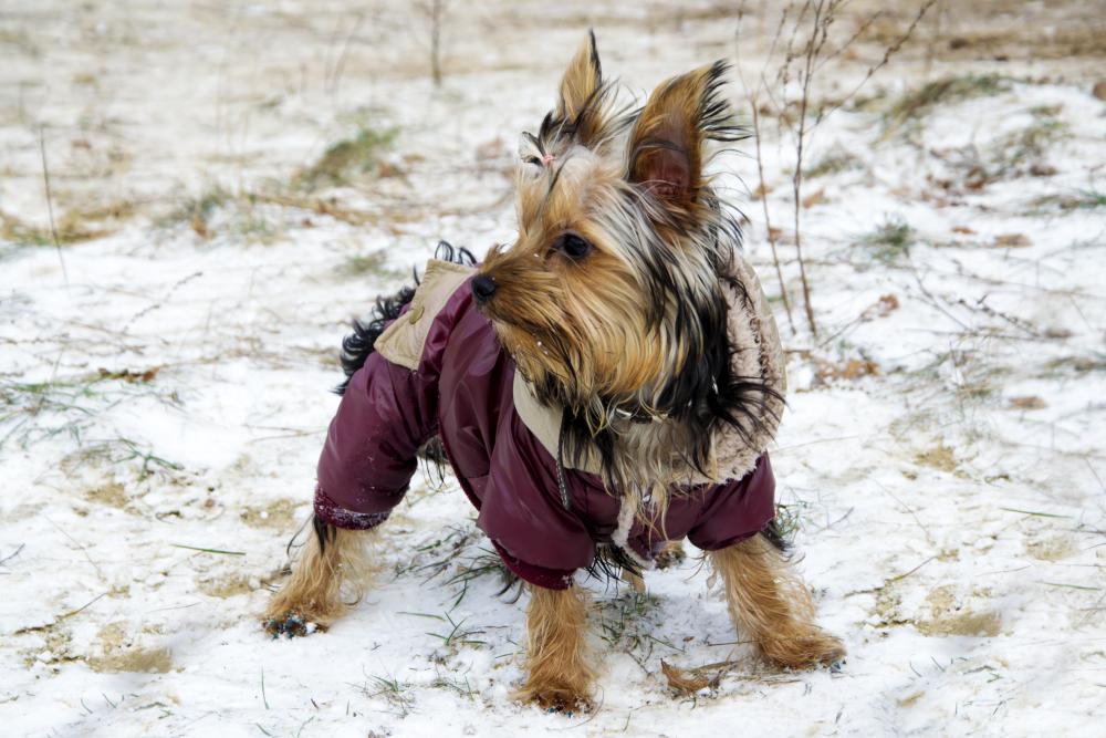 Winter Protection For Your Yorkie’s Paws