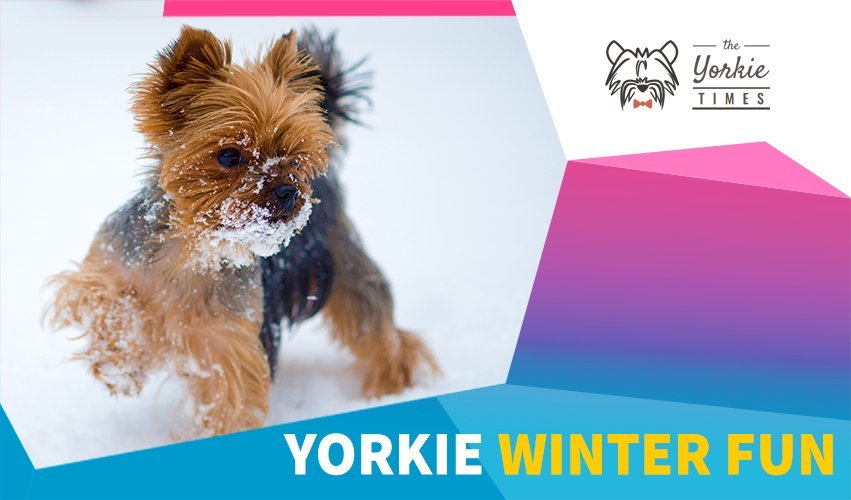 Yorkie Winter Fun