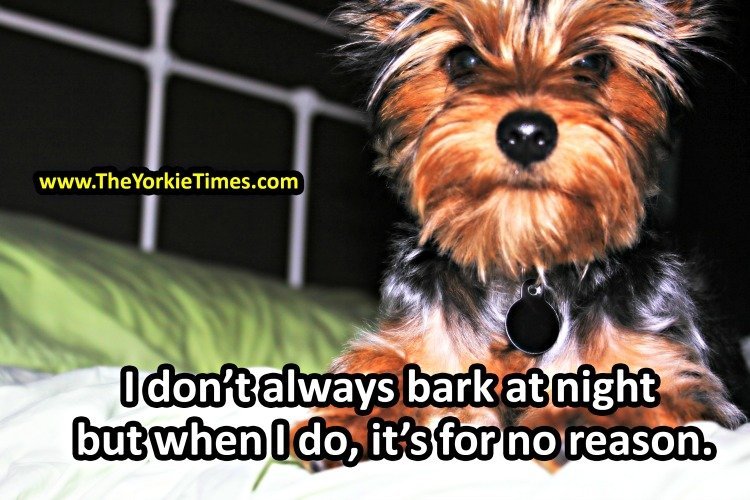The Yorkie Time Blog - Yorkie Barking Quote