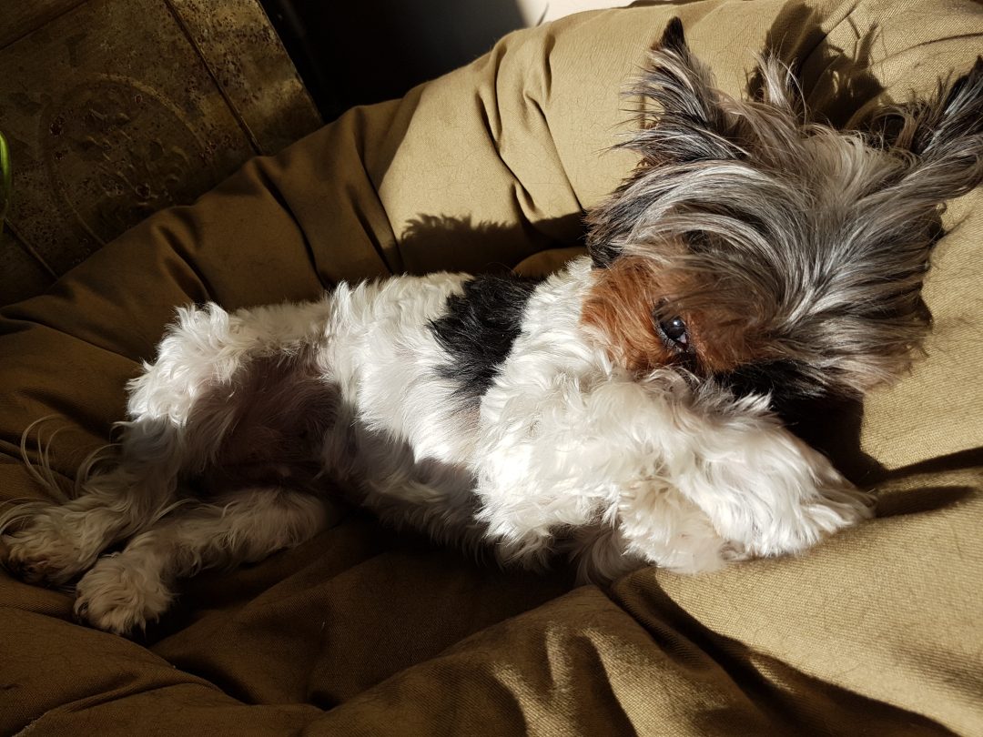 What Health Issues Do Yorkies Commonly Experience? The Yorkie Times