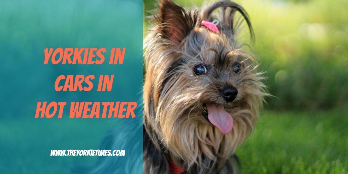 The Yorkie Times Blog - yorkies in cars in hot weather