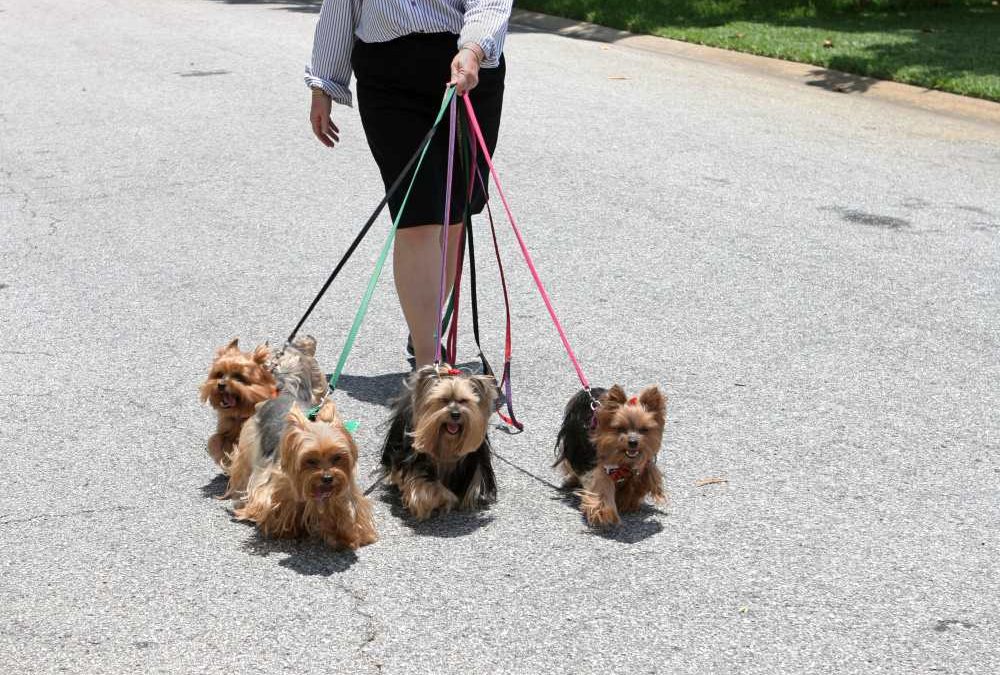 Become the Pivotal Pack Leader for Your Yorkie