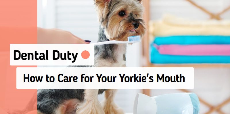 Dental Duty: Why Yorkie Dental Care is Important