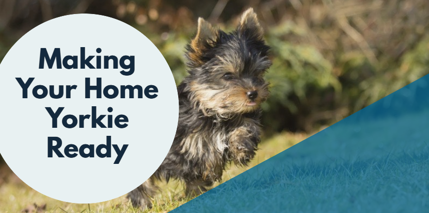 Making Your Home Yorkie Ready