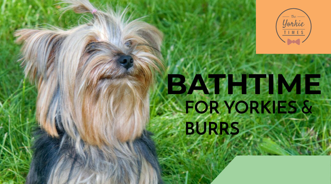 Bath Time For Yorkie Burr Removal