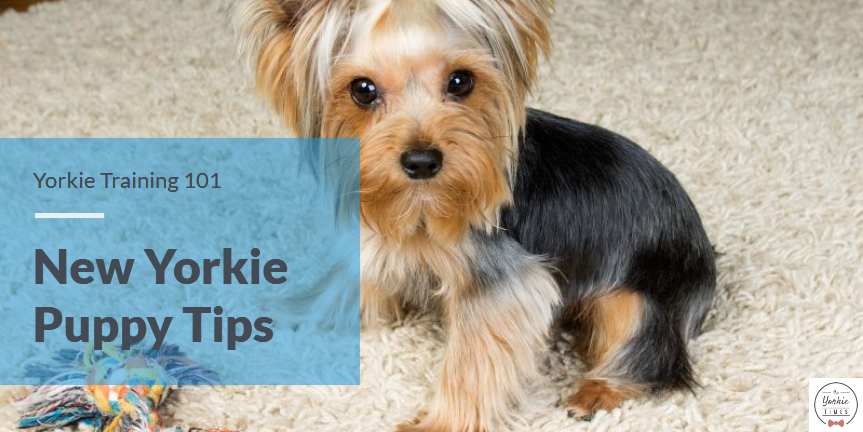 Yorkie Training 101: New Puppy Tips