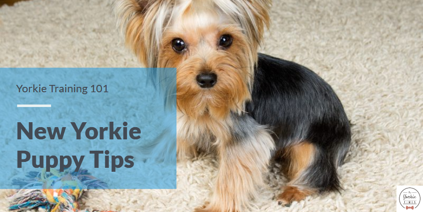 Yorkie Training 101 New Yorkie Puppy Tips Yorkies Cross Breeds