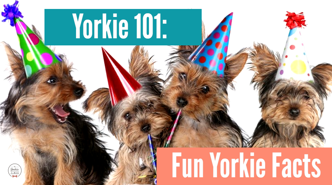 Yorkie 101: Fun Yorkie Facts