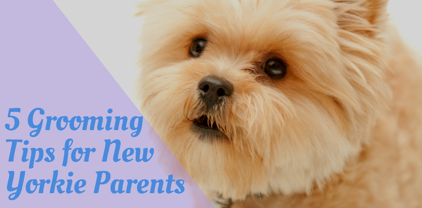 5 Grooming Tips for New Yorkie Parents