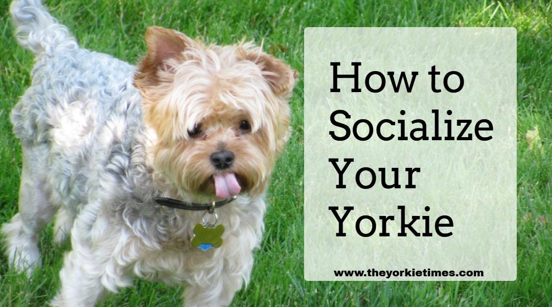 The Yorkie Times Blog - Socialize Your Yorkie